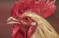 Grippe aviaire : levée des mesures ce 02/10