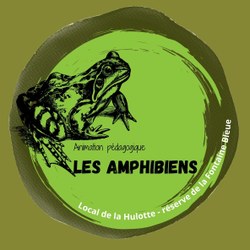 Animation Amphibiens