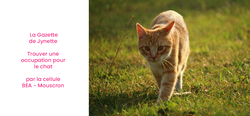 L’isolement du COVID-19 et nos chats : que faire ?