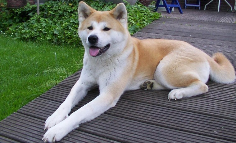 Votre chien doit être déclaré