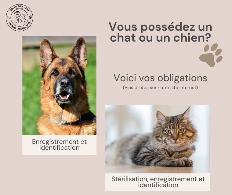 BEA - chien et chat obligation